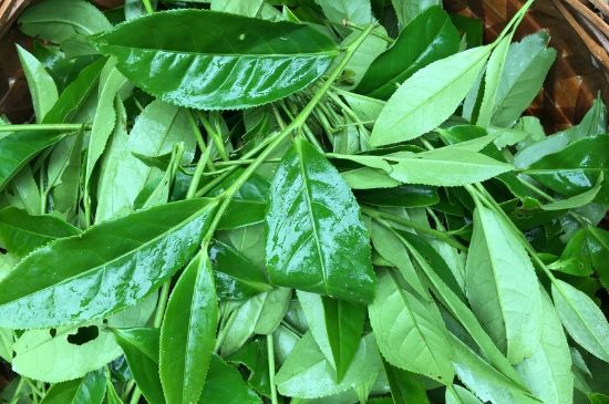 大紅袍可以放10年嗎，大紅袍放了十年能喝嗎