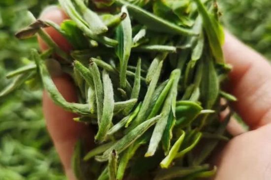 金壇雀舌算不算好茶，金壇雀舌屬于什么檔次茶葉？