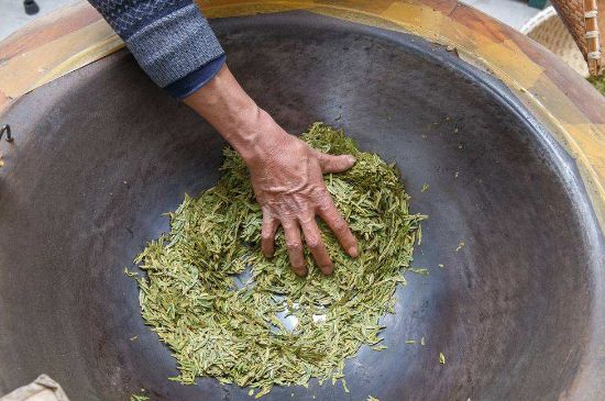 雀舌有一股青草味，雀舌為什么有青草味？