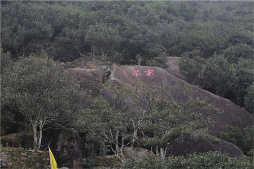 宋種一號(hào)價(jià)值為什么高，鳳凰單樅宋種1號(hào)價(jià)格與產(chǎn)量多少？