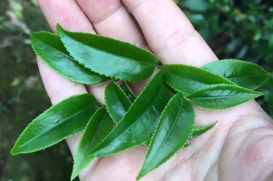 鋸朵仔跟鴨屎香哪個貴，鋸朵子和鴨屎香哪個好喝？