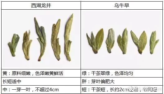 烏牛早和龍井的區(qū)別圖片，龍井43號和烏牛早茶的對比