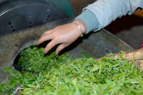 雀舌有一股青草味，雀舌為什么有青草味？