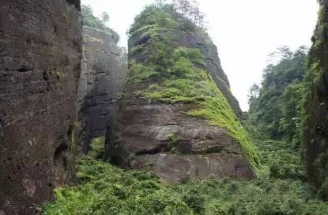 武夷山為什么盛產(chǎn)茶葉，武夷山茶為什么好喝？