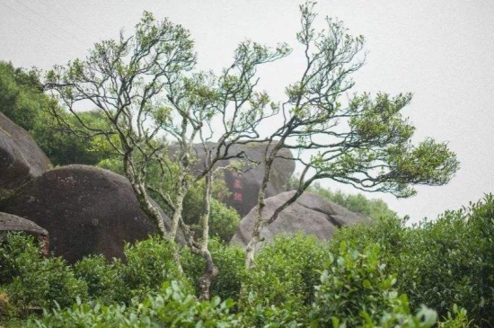 宋種一號(hào)價(jià)值為什么高，鳳凰單樅宋種1號(hào)價(jià)格與產(chǎn)量多少？