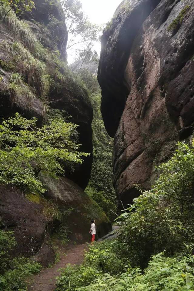 武夷山為什么盛產(chǎn)茶葉，武夷山茶為什么好喝？