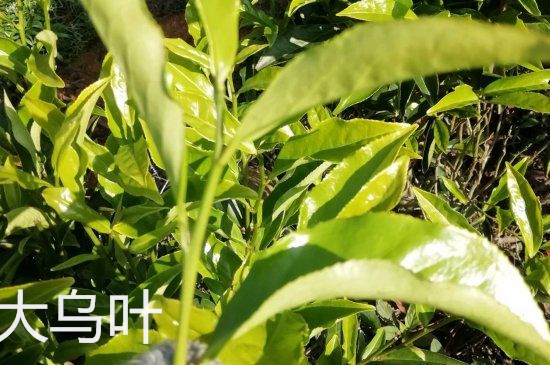 鴨屎香和大烏葉是同一種茶葉嗎，單叢大烏葉和鴨屎香有什么區(qū)別？