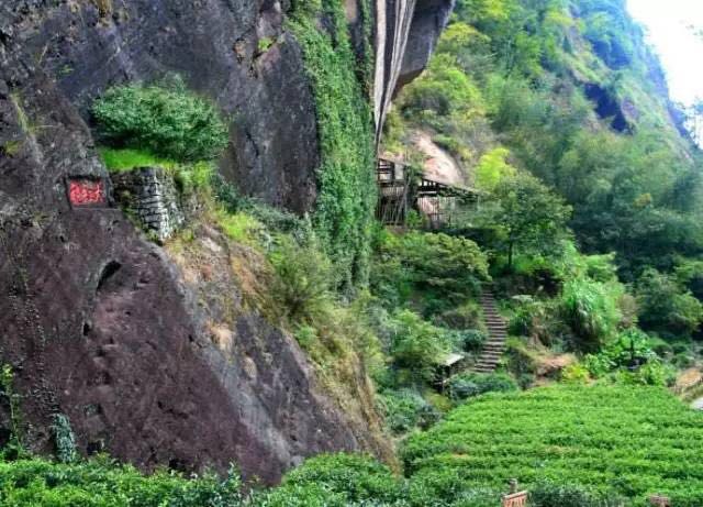 武夷山為什么盛產(chǎn)茶葉，武夷山茶為什么好喝？