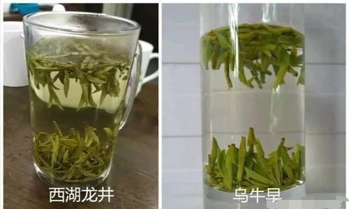 烏牛早和龍井的區(qū)別圖片，龍井43號和烏牛早茶的對比
