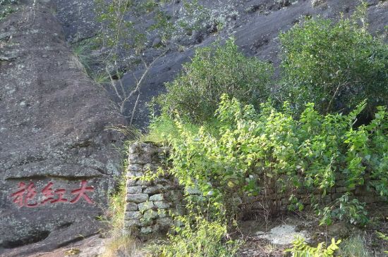 母樹(shù)大紅袍給誰(shuí)喝了，為什么母樹(shù)大紅袍叫三棵六株？