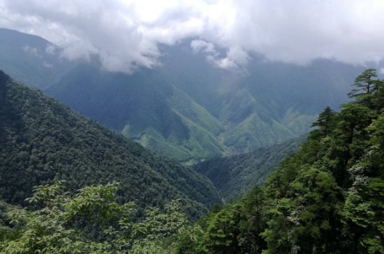 300塊錢的金駿眉能喝嗎，兩三百多金駿眉和一千多區(qū)別