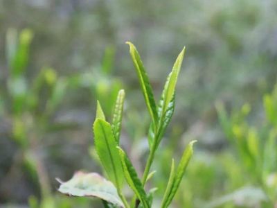 六安瓜片的功效與禁忌，六安瓜片適合什么人喝