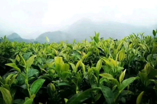 一天3杯紅茶抗癌，常飲紅茶對身體有好處！