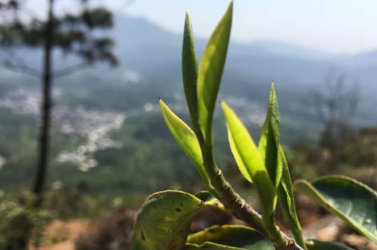 鳳凰單樅什么人不能喝，哪些人不能飲單叢茶