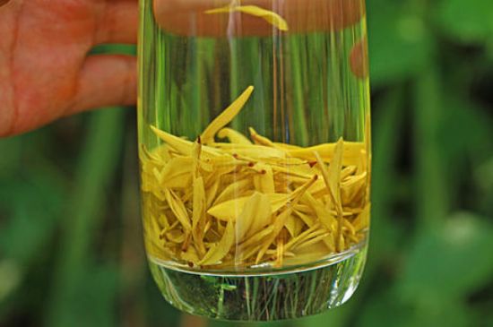 茶中奇葩黃金芽，安吉白茶中黃金芽的特點(diǎn)