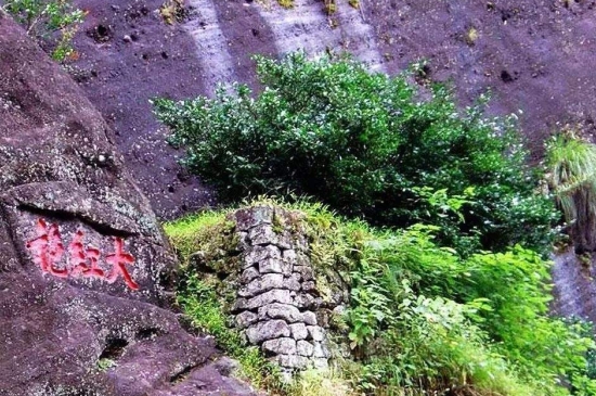 宋種一號(hào)價(jià)值為什么高，鳳凰單樅宋種1號(hào)價(jià)格與產(chǎn)量多少？
