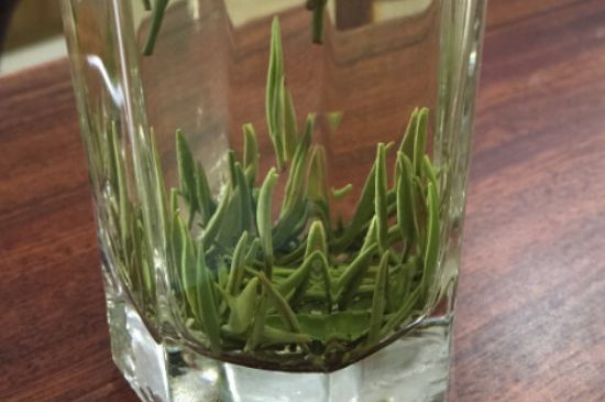 竹葉青和雀舌哪個(gè)貴，竹葉青茶貴嗎？