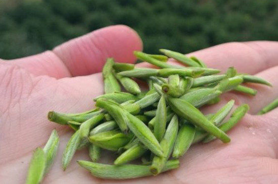 什么綠茶茶葉唇齒留香，哪個(gè)品種綠茶香氣好？