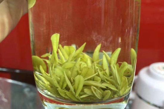 茶中奇葩黃金芽，安吉白茶中黃金芽的特點(diǎn)
