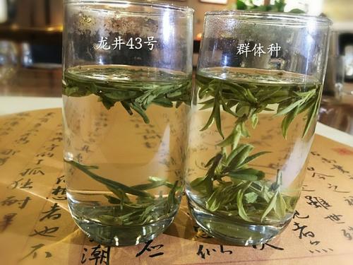 烏牛早和龍井的區(qū)別圖片，龍井43號和烏牛早茶的對比