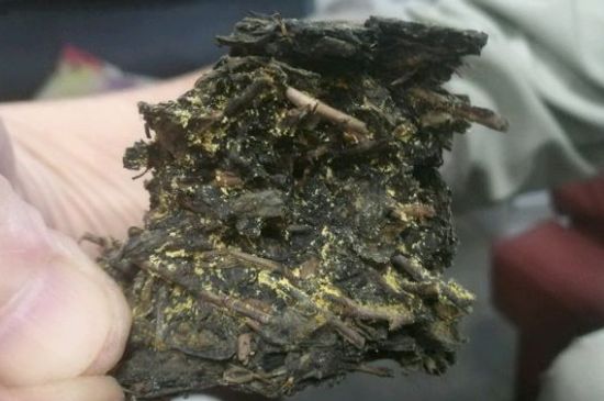 伏茶里的金花是黃曲霉素嗎，金花茯茶里的是什么菌