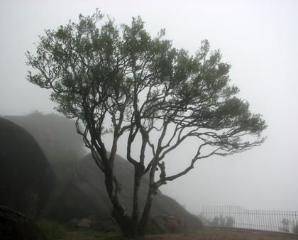 宋種一號(hào)價(jià)值為什么高，鳳凰單樅宋種1號(hào)價(jià)格與產(chǎn)量多少？