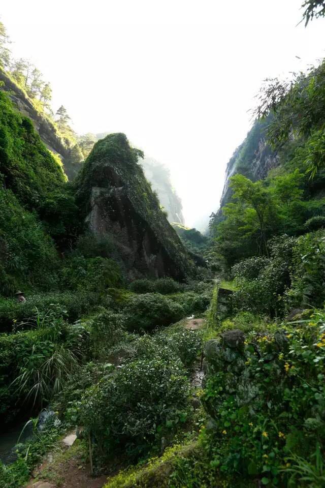 武夷山為什么盛產(chǎn)茶葉，武夷山茶為什么好喝？