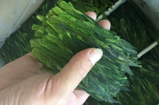 什么綠茶味道濃香，那個(gè)綠茶比較濃香？