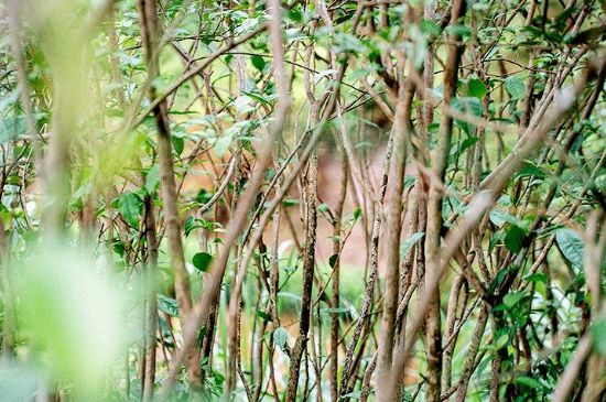 荒野銀針有什么特點(diǎn)，荒野銀針的味道口感咋樣？