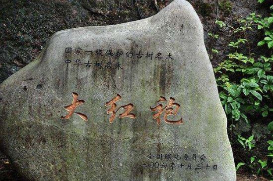 母樹(shù)大紅袍給誰(shuí)喝了，為什么母樹(shù)大紅袍叫三棵六株？