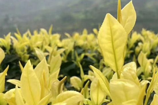 茶中奇葩黃金芽，安吉白茶中黃金芽的特點(diǎn)