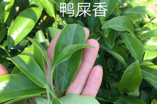 鴨屎香和大烏葉是同一種茶葉嗎，單叢大烏葉和鴨屎香有什么區(qū)別？