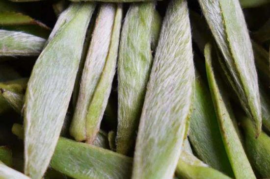 荒野銀針有什么特點(diǎn)，荒野銀針的味道口感咋樣？