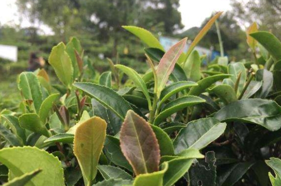 43號龍井屬于好茶嗎，龍井茶43號是什么意思？