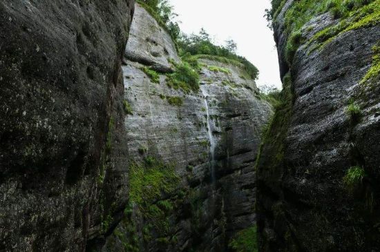 母樹(shù)大紅袍給誰(shuí)喝了，為什么母樹(shù)大紅袍叫三棵六株？