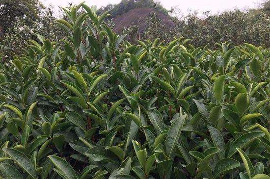 馬頭巖肉桂是大紅袍嗎，大紅袍肉桂屬于什么茶？