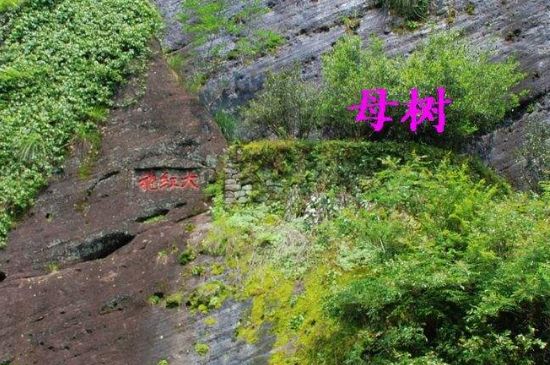 大紅袍拼配什么意思，大紅袍用什么茶拼配的