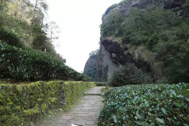 武夷山為什么盛產(chǎn)茶葉，武夷山茶為什么好喝？
