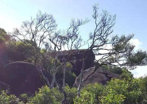 宋種一號(hào)價(jià)值為什么高，鳳凰單樅宋種1號(hào)價(jià)格與產(chǎn)量多少？