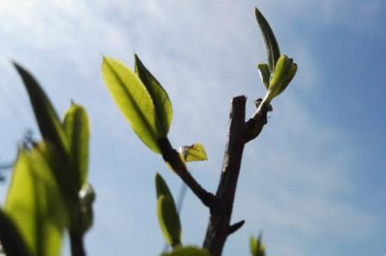 潮安鳳凰單叢十大名樅是什么，烏崠十大古樹名香品種介紹