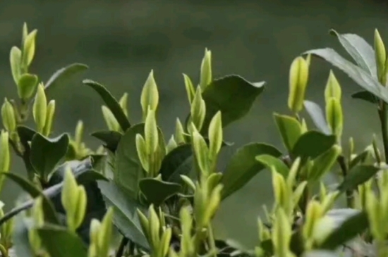 什么是雪前龍井茶，明前、雨前、雨后龍井有什么區(qū)別？