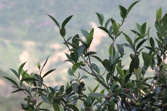 單叢茶十大香型以及常見品種大全，潮安鳳凰單樅十大名香歸類