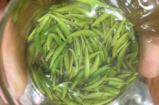 雀舌有一股青草味，雀舌為什么有青草味？