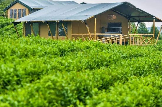 金壇雀舌算不算好茶，金壇雀舌屬于什么檔次茶葉？