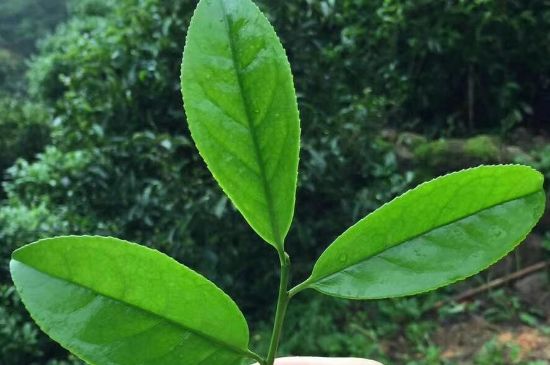 鋸朵仔跟鴨屎香哪個貴，鋸朵子和鴨屎香哪個好喝？