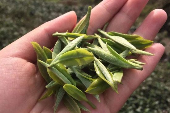 福建什么茶葉最出名，福建名茶有哪些？