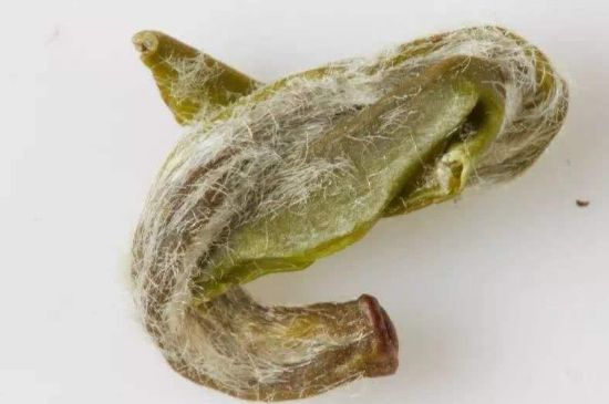 羊巖勾青是綠茶嗎，羊巖勾青茶屬于什么茶？