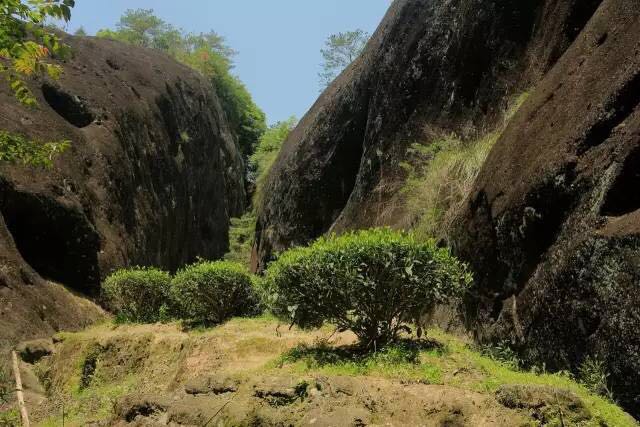 武夷山為什么盛產(chǎn)茶葉，武夷山茶為什么好喝？