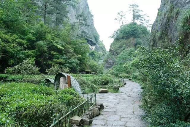 武夷山為什么盛產(chǎn)茶葉，武夷山茶為什么好喝？