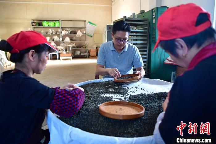 圖為張元豪在生產(chǎn)車間內(nèi)與工人一起查看茶葉品質(zhì)?！埍?攝